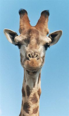 What is the tallest animal in the world? And why do they never wear hats?